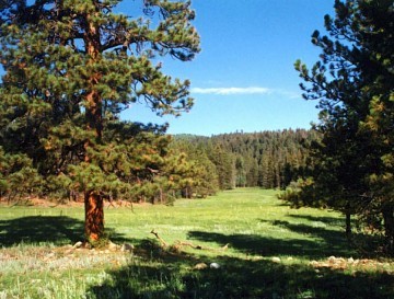 Sierra Pines homes — homes and real estate in the White Mountains, AZ